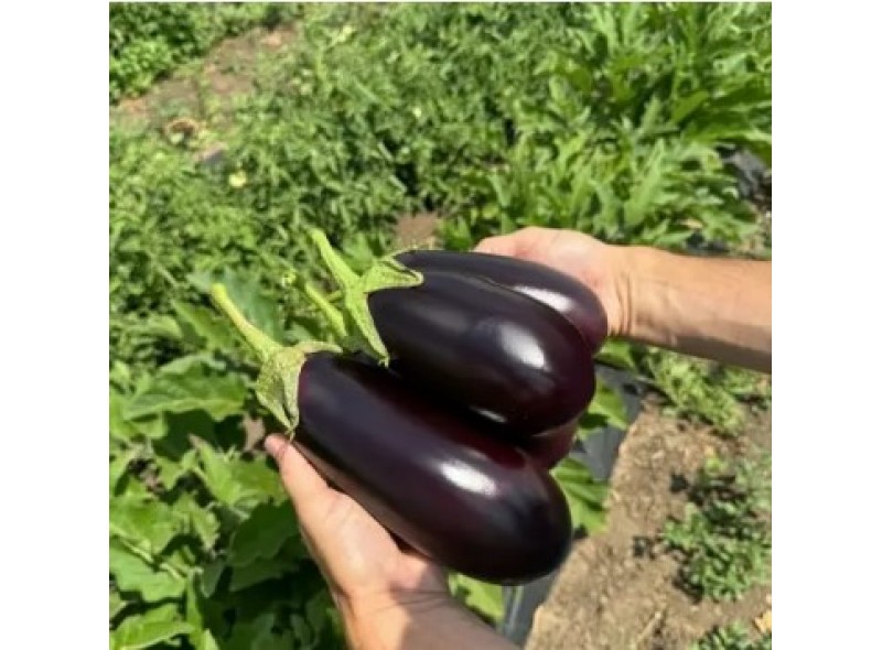 48-16 F1 - семена баклажана, 250сем., Libra Seeds 48-16 F1 - семена баклажана, 250сем., Libra Seeds